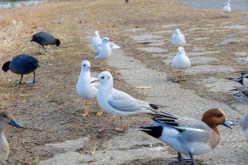 岸辺でにぎわうユリカモメとヒドリガモ 岸辺でにぎわうユリカモメとヒドリガモの写真