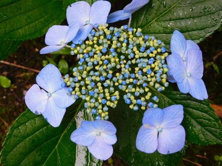 紫陽花 紫陽花の写真