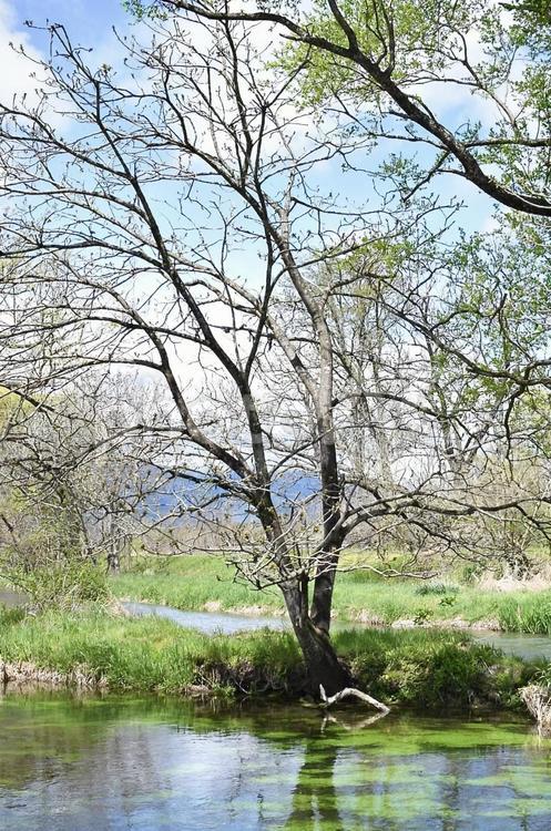【長野】安曇野の風景 わさび畑,川,水の写真素材