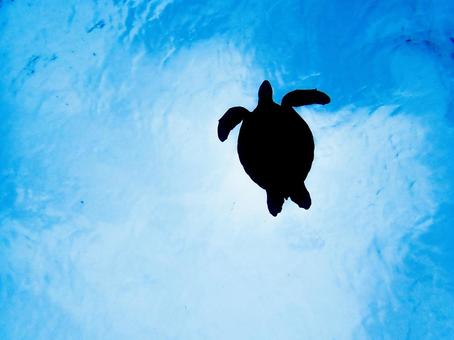 海亀のシルエット 海亀のシルエット アオウミガメ,海亀,シルエットの写真素材