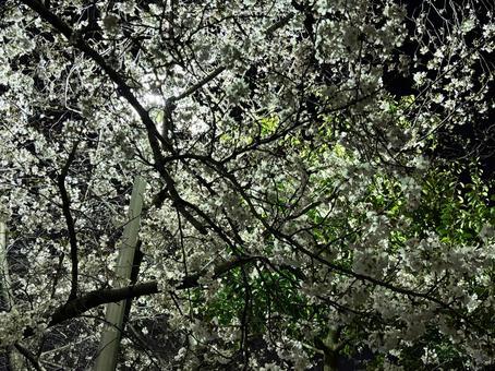 夜桜 夜桜 桜,公園,桜の木の写真素材