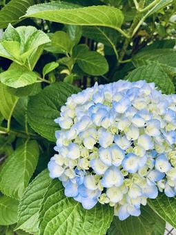 紫陽花のグラデーション あじさい,アジサイ,グラデーションの写真素材