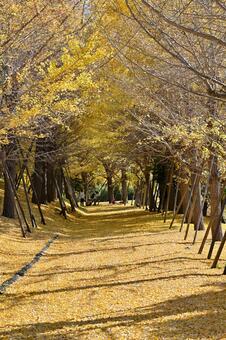 銀杏並木 銀杏並木,銀杏,いちょうの写真素材