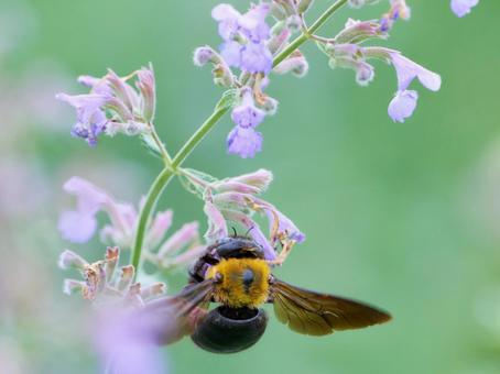 紫色の可愛いネペタの花にクマバチ 紫色の可愛いネペタの花にクマバチの写真