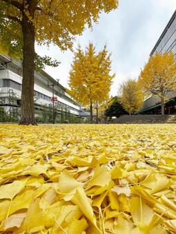 落ち葉・イチョウ イチョウ,いちょう,銀杏の写真素材