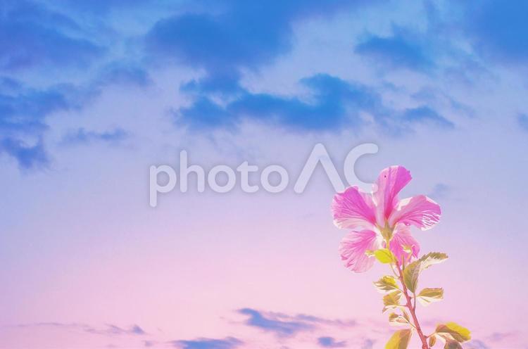 ハイビスカスと淡い夏空のイメージ素材 ハイビスカス,青空,夏休みの写真素材