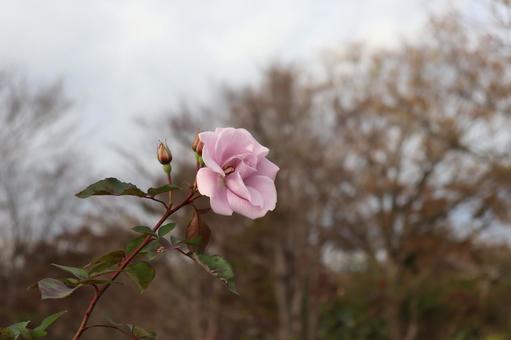 日本生まれの青バラ、たそがれ 日本生まれの青バラ、たそがれの写真