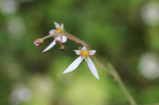 Saxifrage 4, JPG Saxifrage 4, JPG