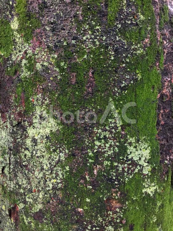 木の幹に生えた苔テクスチャ_タテ 木,幹,苔の写真素材