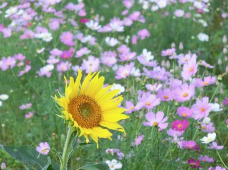 満開のヒマワリとコスモス ヒマワリ,ひまわり,向日葵の写真素材