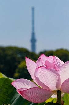 lotus, JPG lotus, JPG