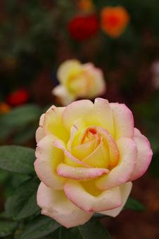 薔薇　黄色のバラ　覆輪の薔薇 薔薇,黄色のバラ,覆輪の薔薇の写真素材