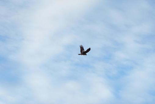 A black kite flies through the sky at breakneck speed, JPG A black kite flies through the sky at breakneck speed, JPG