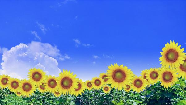 夏イメージ素材/向日葵と青空 夏イメージ素材/向日葵と青空の写真