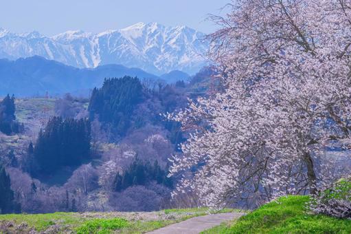 残雪の北アルプスを望む桜咲く春の小径 日本,春,桜の写真素材