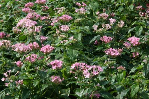 ペンタス Pentas ペンタス Pentasの写真