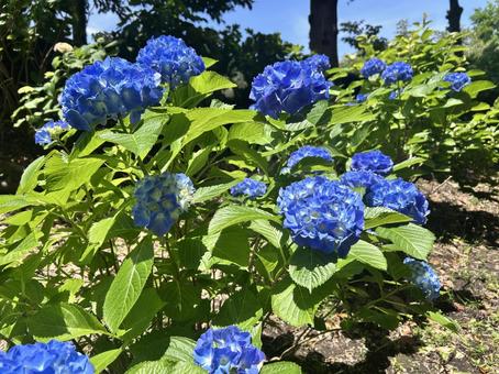 あじさい 紫陽花,公園,梅雨の写真素材