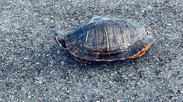 亀 亀 亀,風景,自然の写真素材