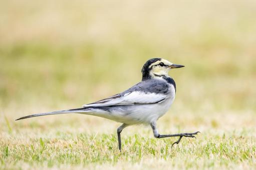 ハクセキレイ(27) ハクセキレイ(27)の写真