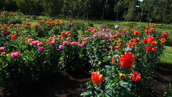 百合原公園のダリア園 ダリア,花,開花の写真素材