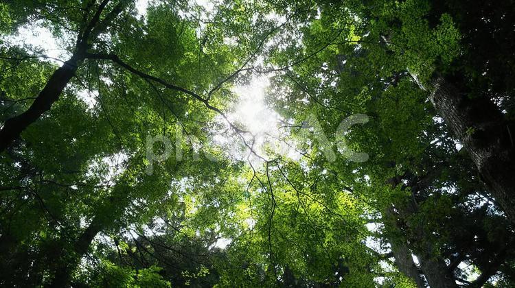 木漏れ日 木材,木,葉の写真素材