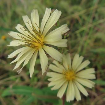 アキノノゲシ(秋の野芥子) アキノノゲシ(秋の野芥子) アキノノゲシ,秋の野芥子,花の写真素材
