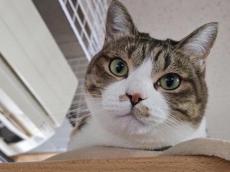 Cat looking down from above, JPG Cat looking down from above, JPG
