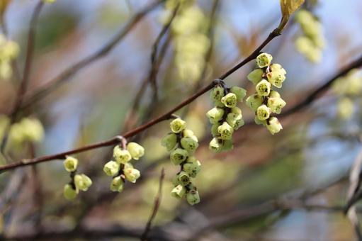 揺れるかんざし花 揺れるかんざし花の写真