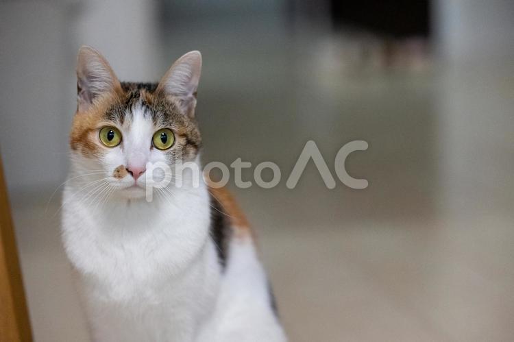 こっちを見る猫 猫,ペット,かわいいの写真素材