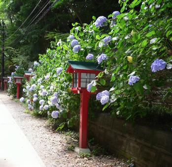 あじさい(高尾山) あじさい(高尾山)の写真