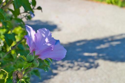 ピンクの花 ピンクの花 アウトドア,日本平,風景の写真素材