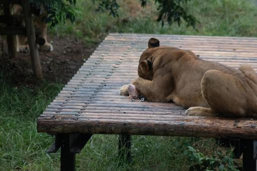 ライオンの食事風景2 ライオンの食事風景2 ライオン,多摩動物園,動物園の写真素材