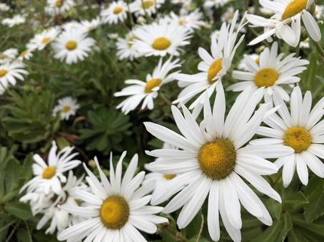 白い花 花,植物,白の写真素材