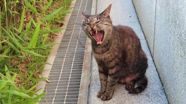 夕涼みしながら睡魔と戦うもふもふな猫 夕涼みしながら睡魔と戦うもふもふな猫 猫,キジトラ,お座りの写真素材