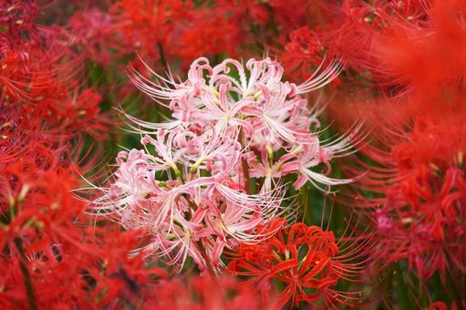 ピンク色のヒガンバナ(彼岸花) ピンク色のヒガンバナ(彼岸花) ヒガンバナ,秋,9月の写真素材