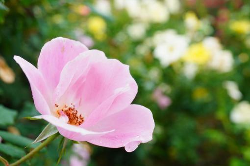 光の中に咲くピンク色のバラの写真