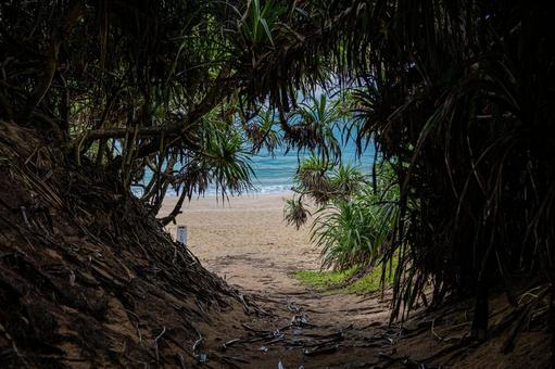 ビーチの入り口 ビーチの入り口 草,日陰,砂浜の写真素材