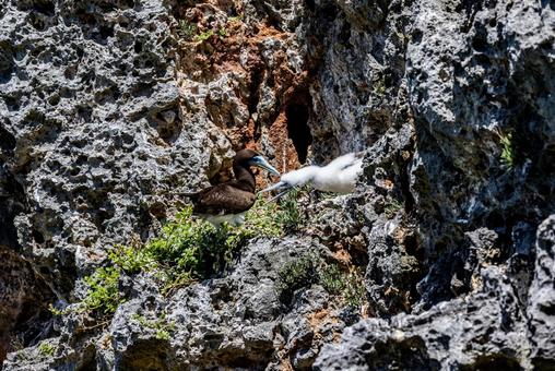 小笠原諸島・南島 カツオドリ 小笠原諸島・南島 カツオドリ カツオドリ,鳥,南島の写真素材