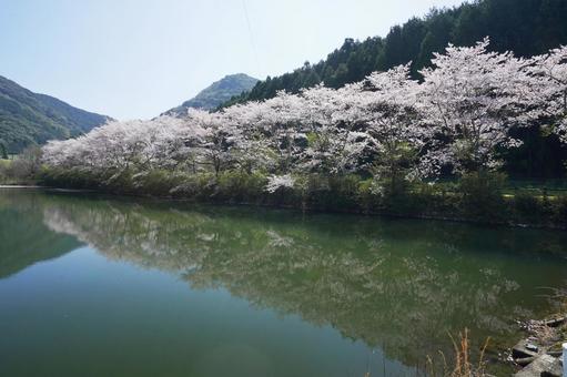 佐賀 武雄 赤穂山八天桜1 佐賀 武雄 赤穂山八天桜1 赤穂山八天桜,真手野新堤ため池,桜並木の写真素材
