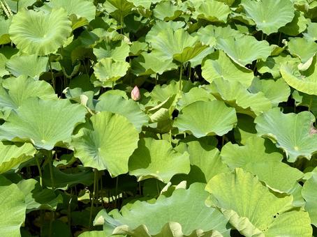 開花直前の不忍池の蓮 開花直前の不忍池の蓮 蓮,ハス,上野の写真素材