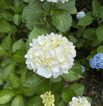 White hydrangea, JPG White hydrangea, JPG