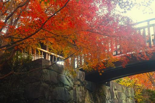 公園の紅葉 公園,紅葉,もみじの写真素材