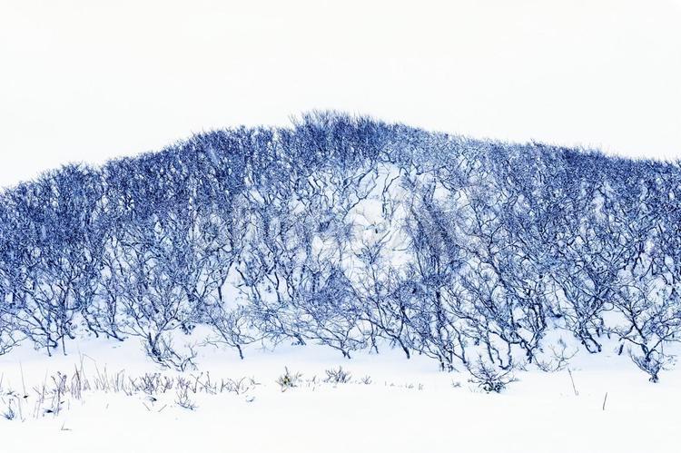 雪に覆われた原野の幻想風景 木,雪,北海道の写真素材