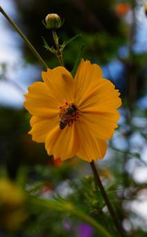 ボクは働き者さ! ボクは働き者さ! 花,みつばち,コスモスの写真素材