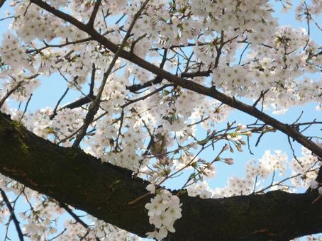 桜 桜の写真