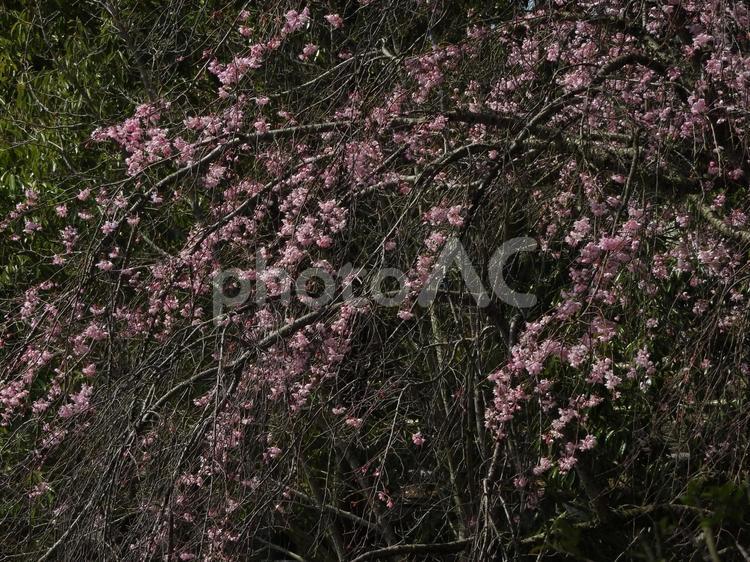 枝垂れ桜 枝垂れ桜,桜,お花見の写真素材