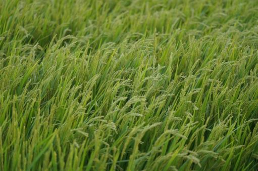 稲 稲,稲穂,初夏の写真素材