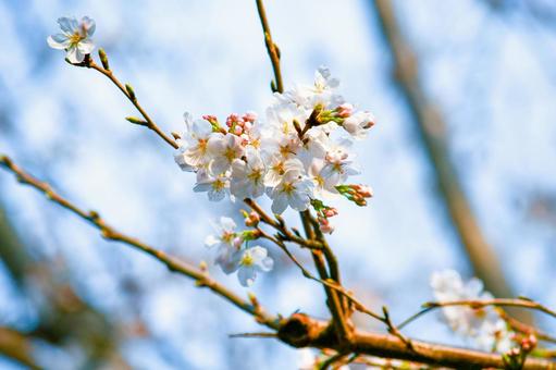 桜 桜,さくら,サクラの写真素材