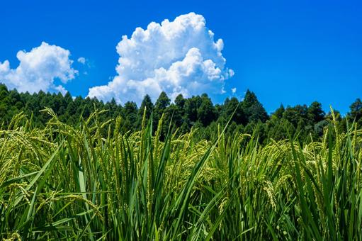 夏の稲穂と青空と入道雲 夏の稲穂と青空と入道雲 稲穂,新米,入道雲の写真素材