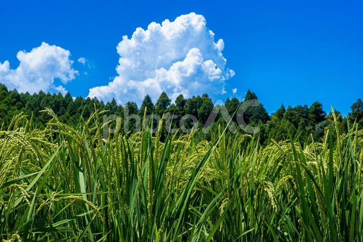 夏の稲穂と青空と入道雲 稲穂,新米,入道雲の写真素材